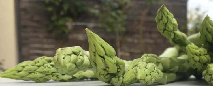 spargel2-IMG_6729